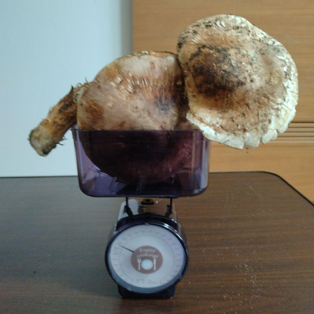 青森県産天然松茸