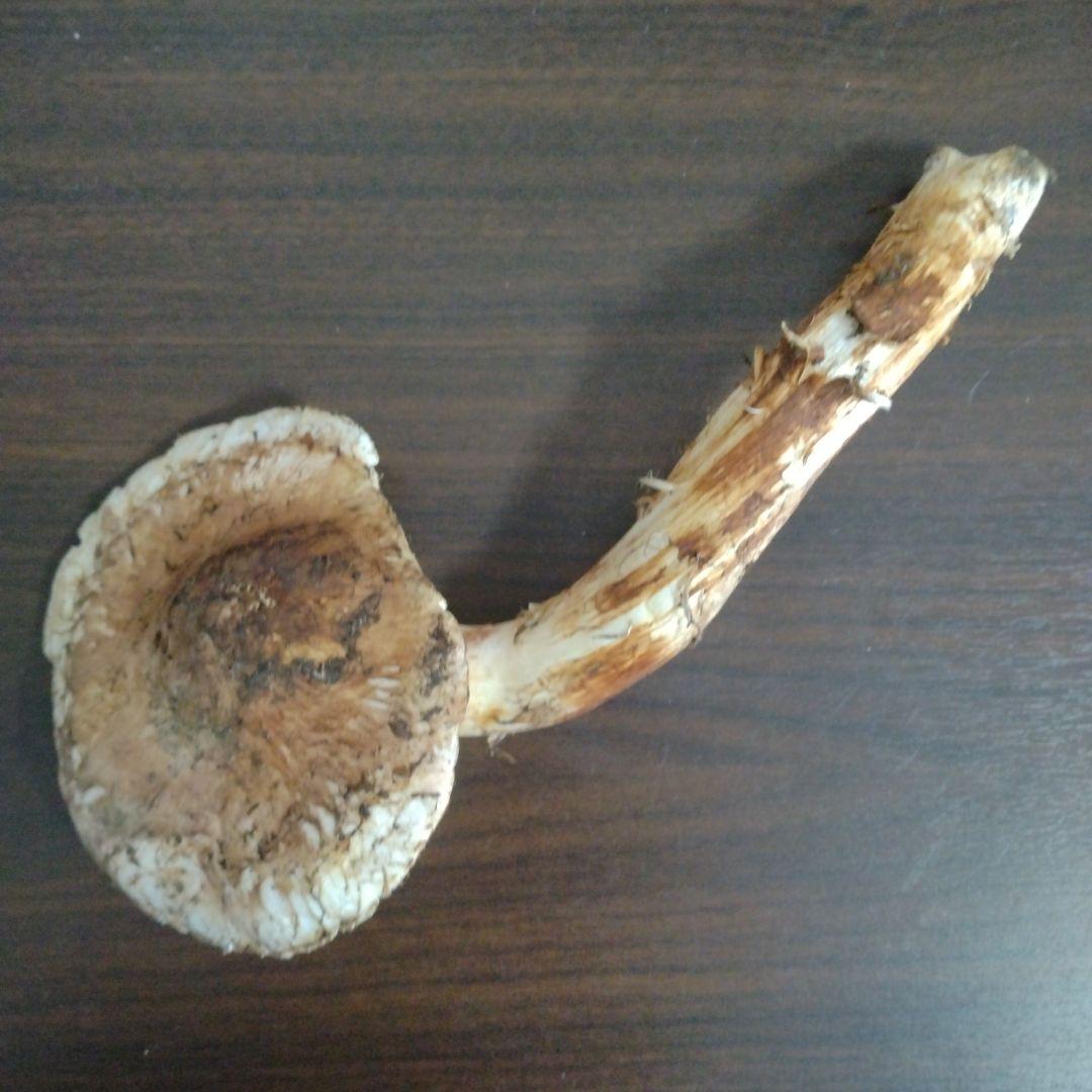 青森県産天然松茸