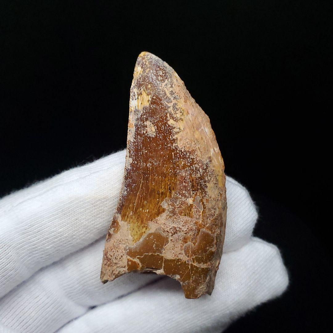 カルカロドントサウルス 歯 化石 本物 モロッコ産 50.56mm fca15