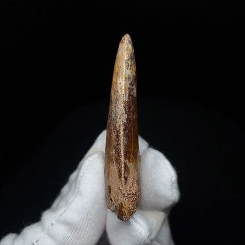 カルカロドントサウルス 歯 化石 本物 モロッコ産 50.56mm fca15
