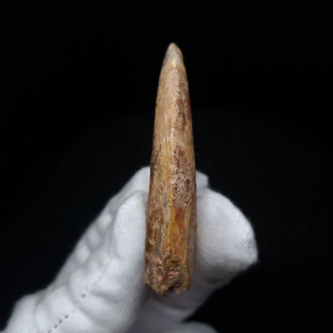 カルカロドントサウルス 歯 化石 本物 モロッコ産 50.56mm fca15