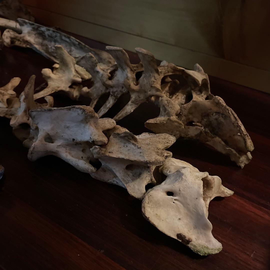 ひ*様 激レア美品　鹿の骨