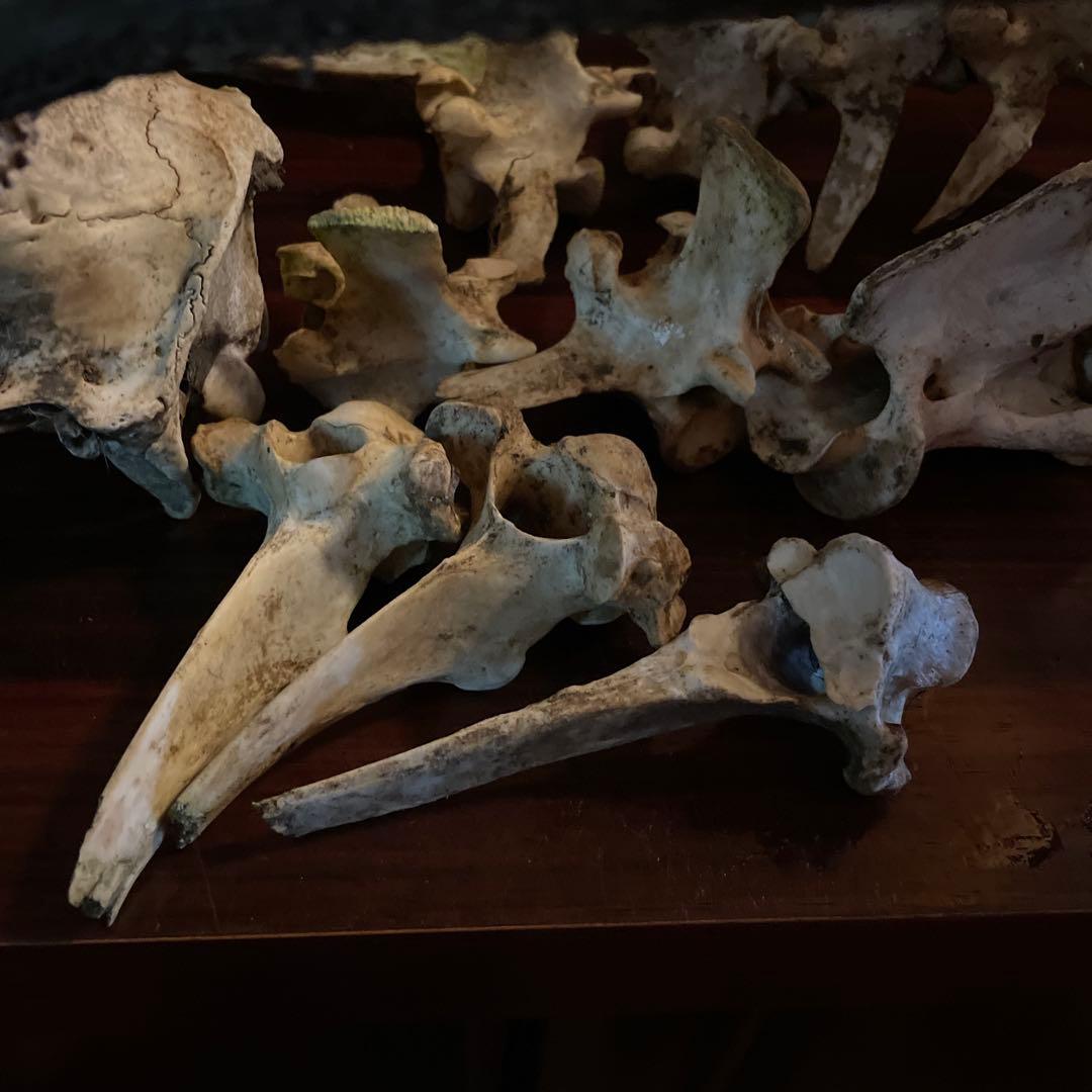 ひ*様 激レア美品　鹿の骨