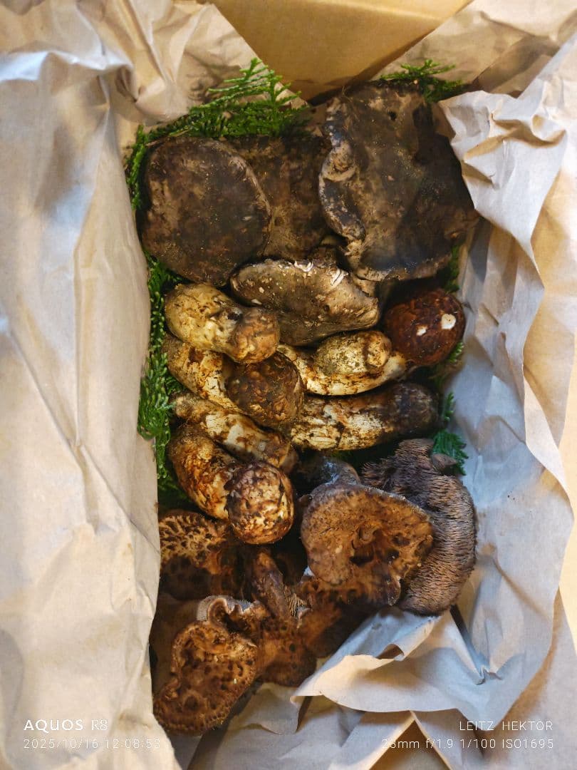 信州産きのこ3セット！！