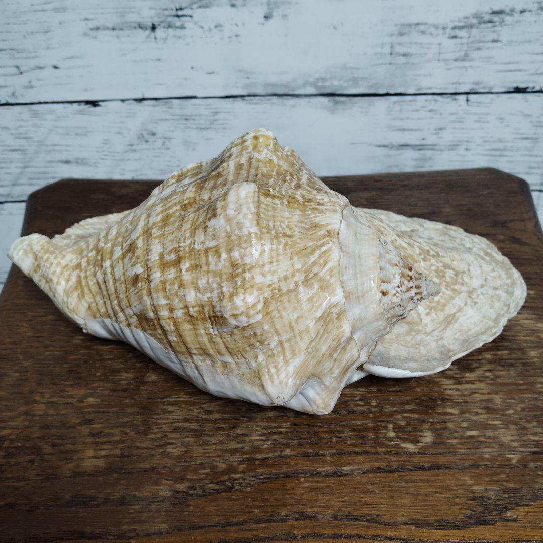 【希少・大型29cm】ブラジル産 ホラガイ 貝殻 天然石 インテリア 標本