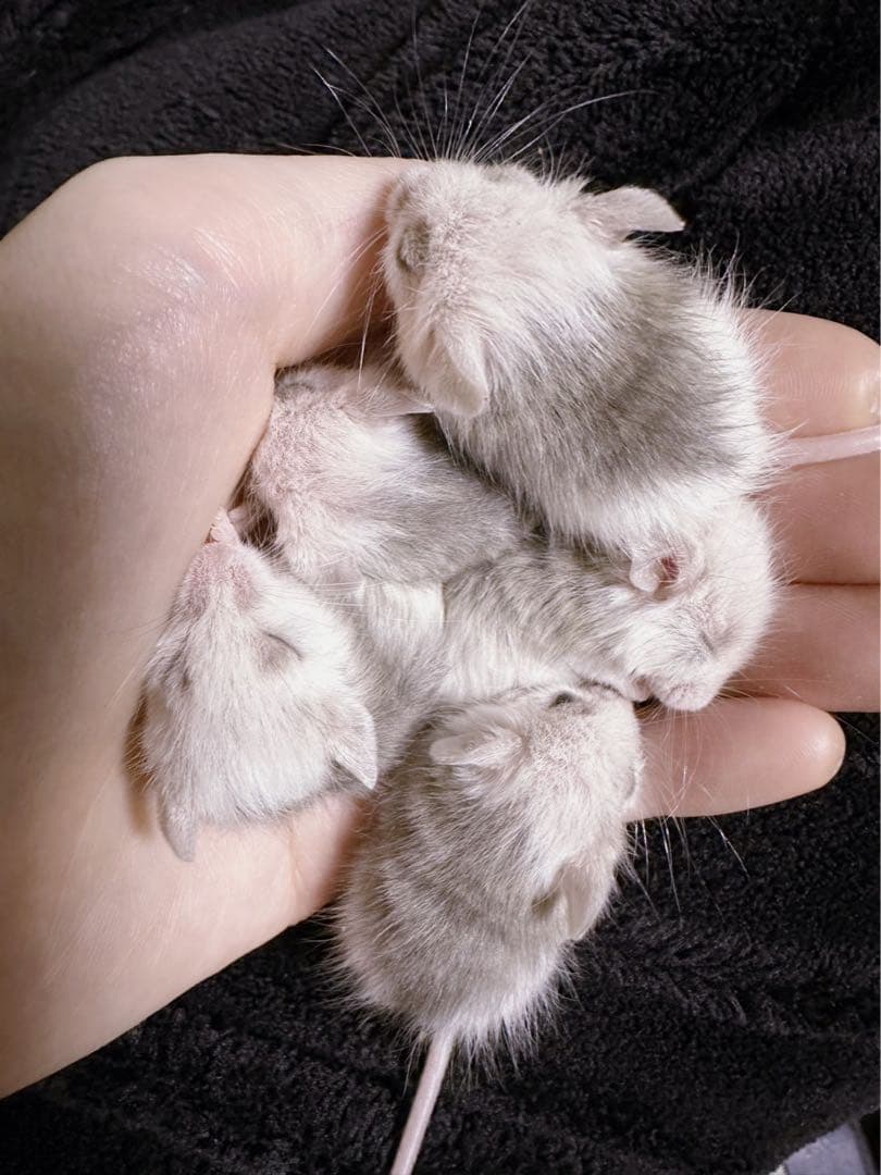 ✨冷凍ヤワゲネズミ✨お好きなサイズでご注文できます！