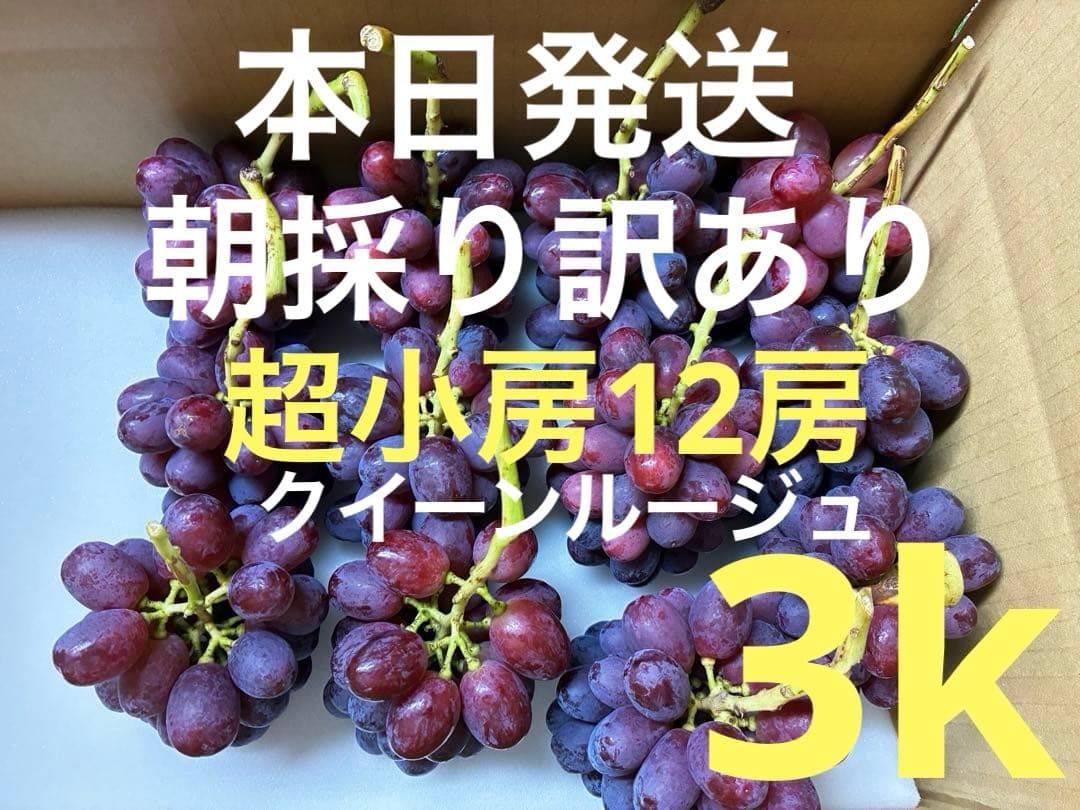 訳あり※ミニクイーンルージュ12房※超小房（約3k）本日発送！朝採り直送