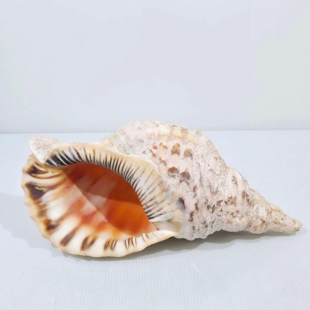法螺貝 魔除け ほら貝 ホラ貝 30cm オブジェ