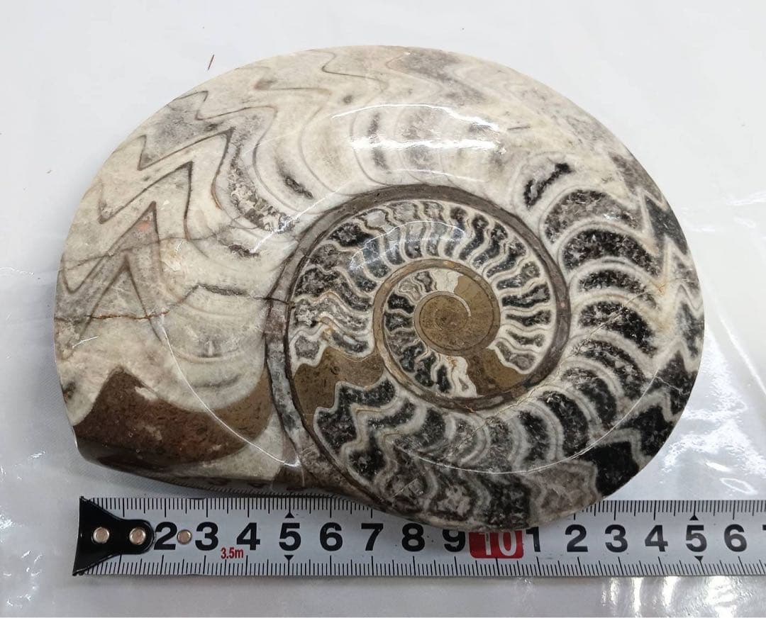 希少 アンモナイト 化石 標本 インテリア 置物 アンティーク