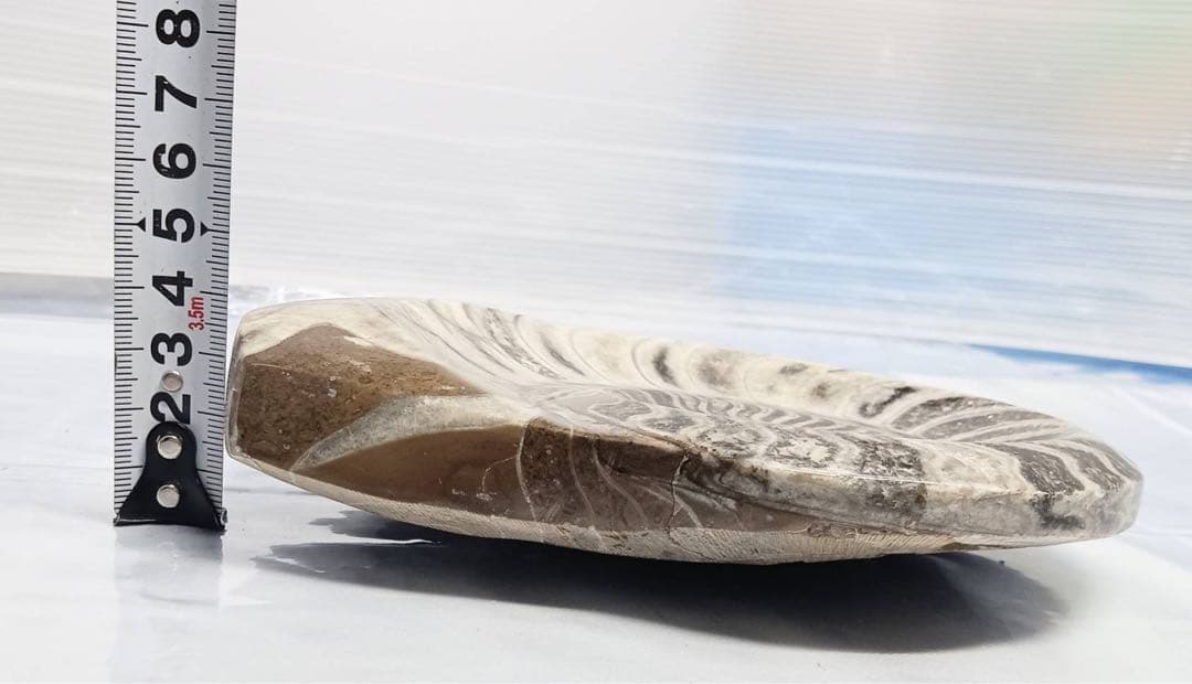 希少 アンモナイト 化石 標本 インテリア 置物 アンティーク