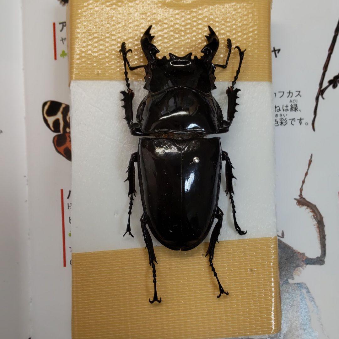 レギウスオオツヤクワガタ赤レギ標本