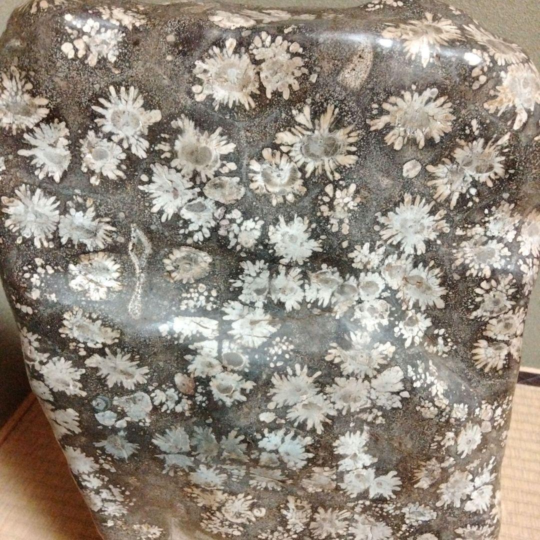 菊花石　特大　石