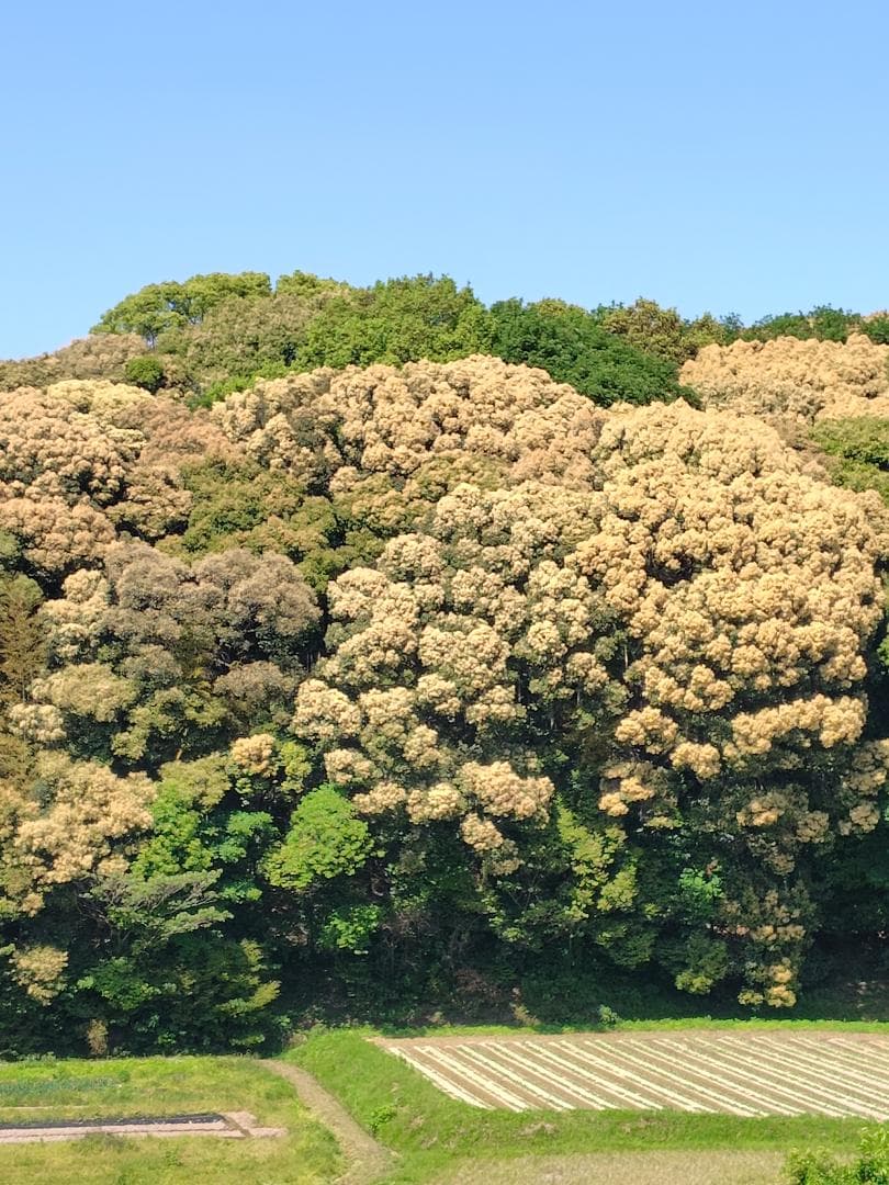 ♥️極み★稀少セット品②『100％純粋春蜜の2瓶セット』《幻の天然完熟百花蜜》