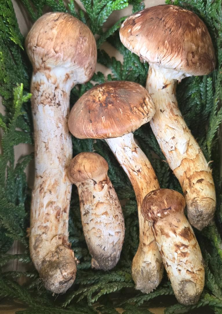 松茸 岩手県産 415g（141＋124＋76＋74)極上品 +コウタケ