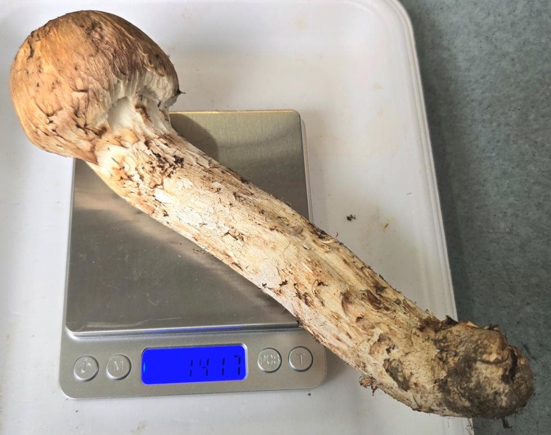 松茸 岩手県産 415g（141＋124＋76＋74)極上品 +コウタケ