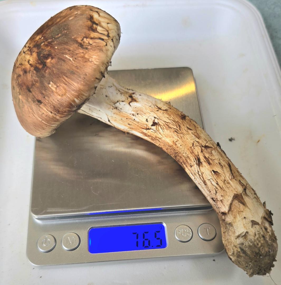 松茸 岩手県産 415g（141＋124＋76＋74)極上品 +コウタケ