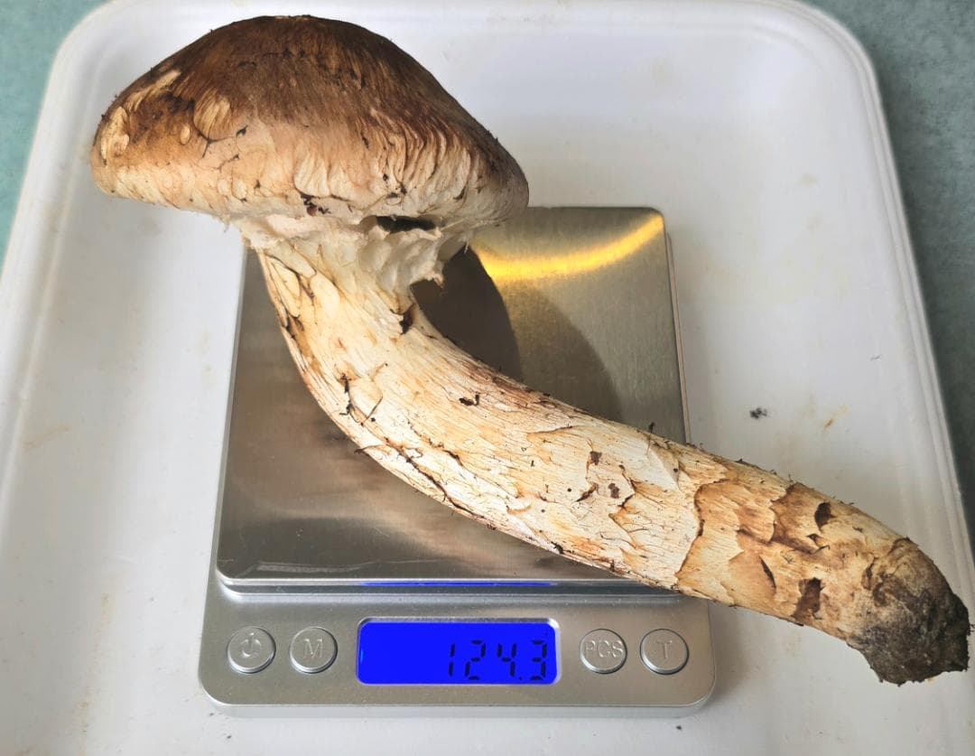 松茸 岩手県産 415g（141＋124＋76＋74)極上品 +コウタケ