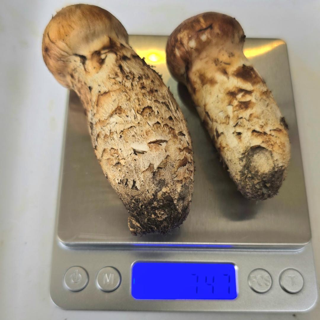 松茸 岩手県産 415g（141＋124＋76＋74)極上品 +コウタケ