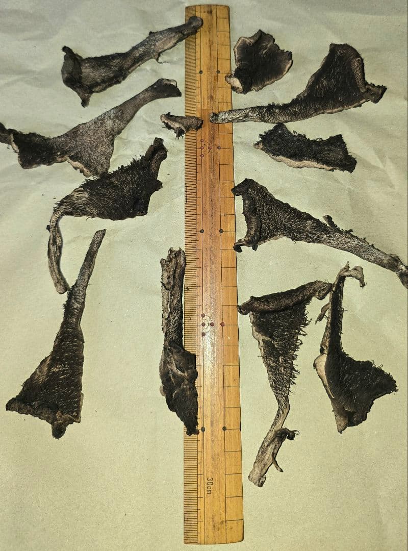 松茸 岩手県産 415g（141＋124＋76＋74)極上品 +コウタケ