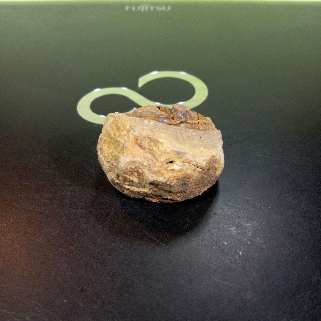 三葉虫　化石　fossil　ボリビア産　trilobite　三葉虫判別⑤