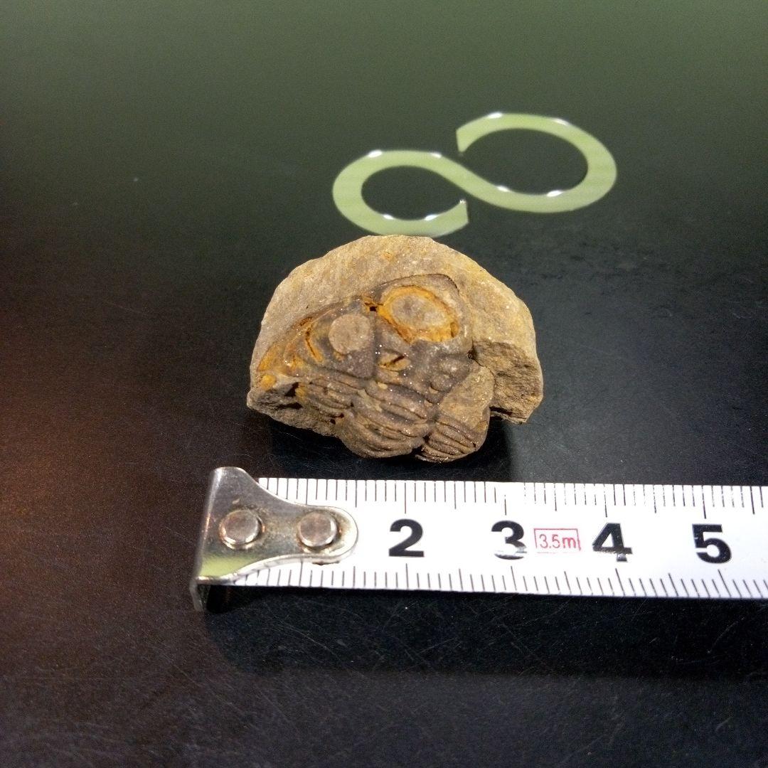 三葉虫　化石　fossil　ボリビア産　trilobite　三葉虫判別⑤