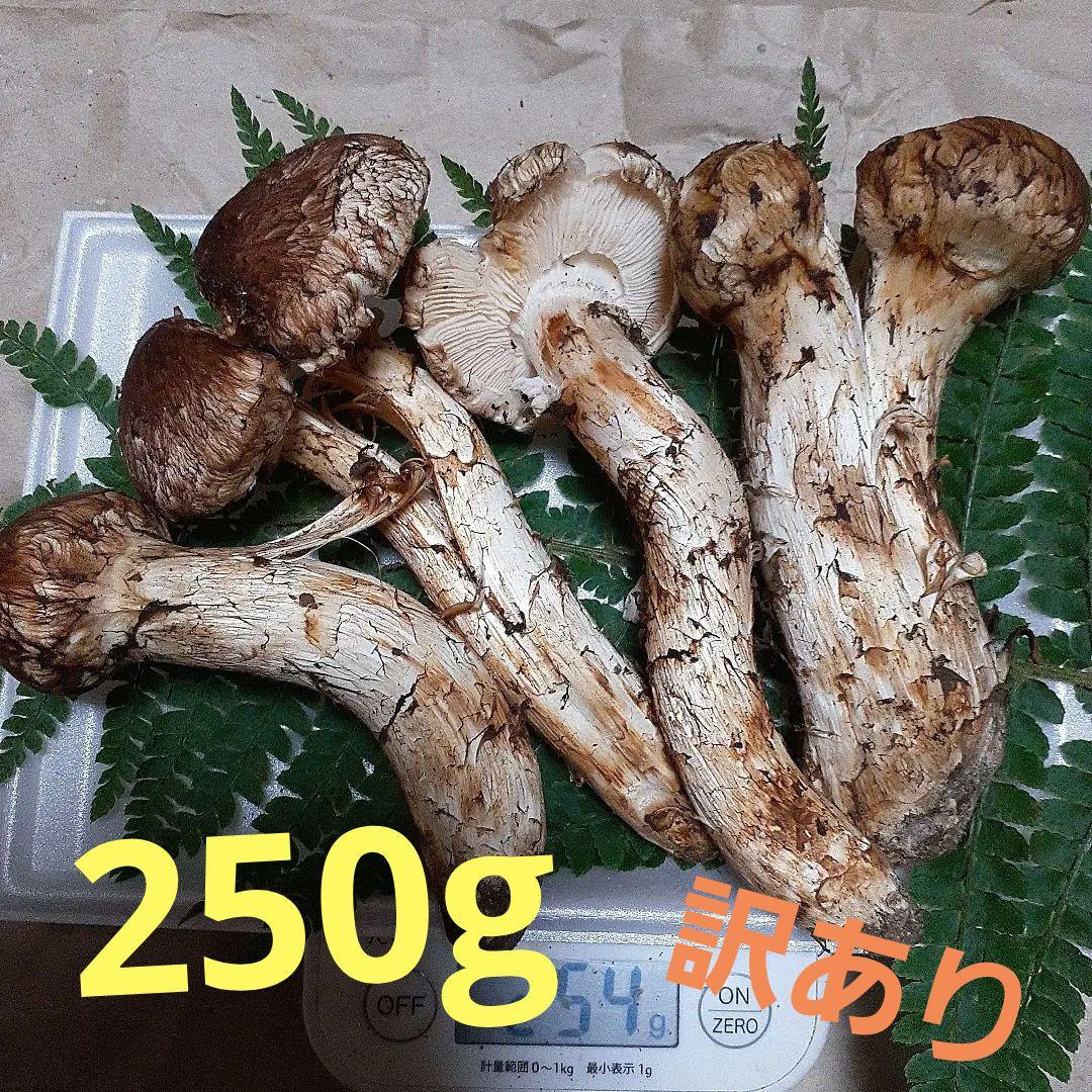 岩手県産松茸　本日採れ　訳あり