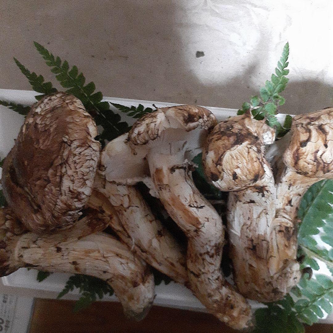 岩手県産松茸　本日採れ　訳あり