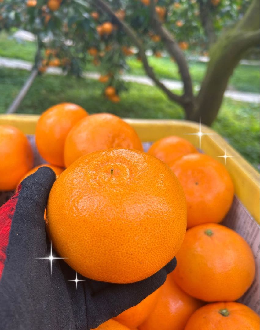 せとか 15玉の2箱セット