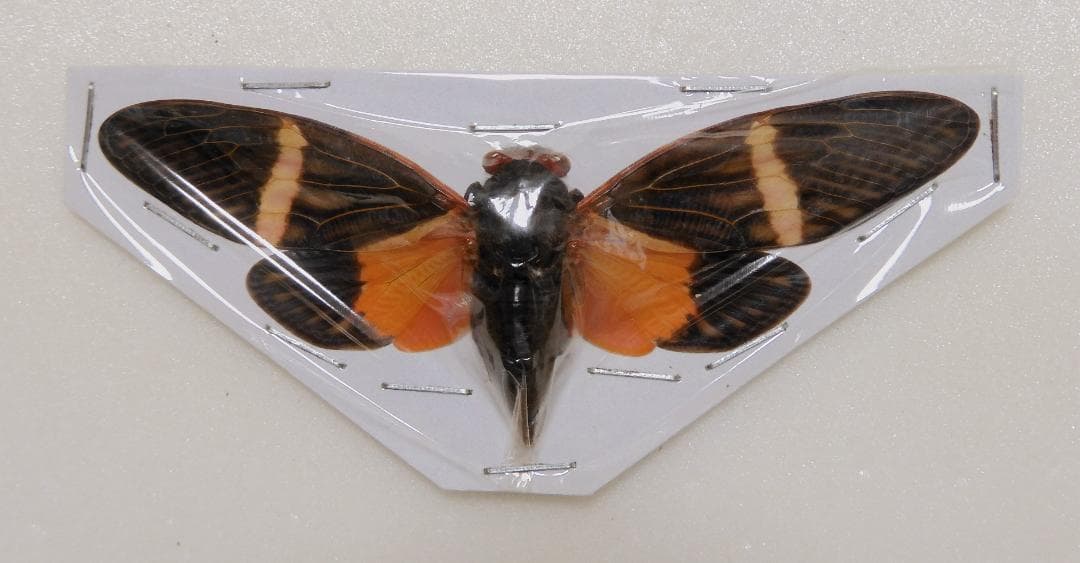 セミ8点セット2