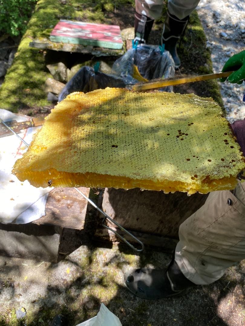 はちみつ　日本蜜蜂のハチミツ　奥山の奥の蜂蜜