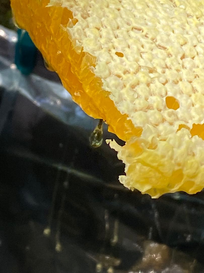 はちみつ　日本蜜蜂のハチミツ　奥山の奥の蜂蜜