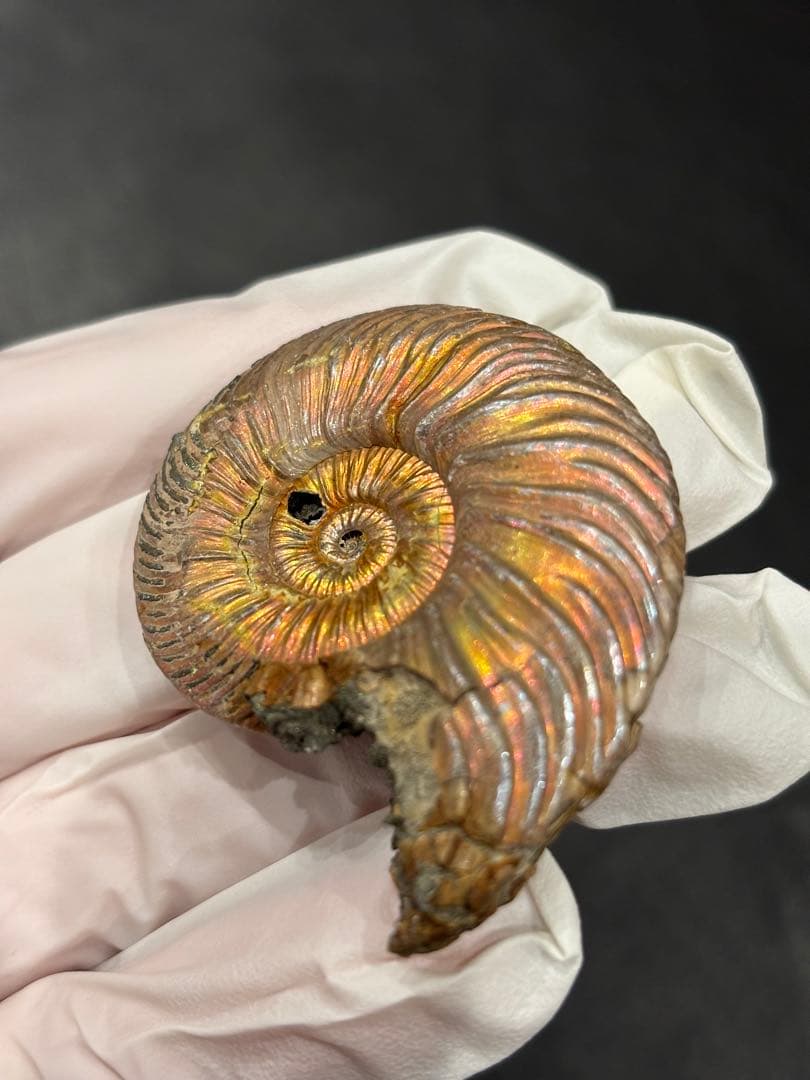 化石　クエンステッドセラス　アンモナイト