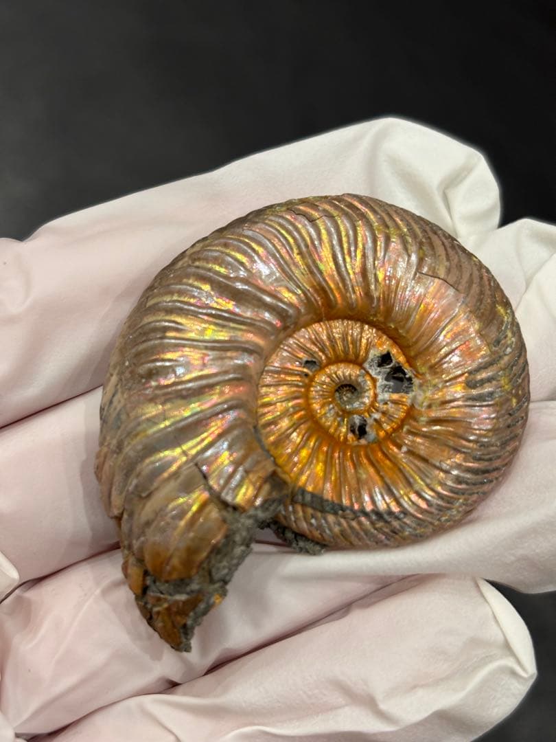化石　クエンステッドセラス　アンモナイト