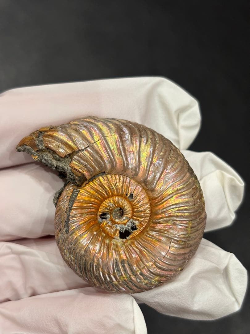 化石　クエンステッドセラス　アンモナイト