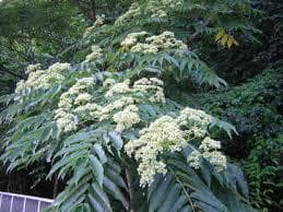 伊豆産 国産 非加熱 サクラ蜜4本と夏の百花蜜 １本　300g×５本セット