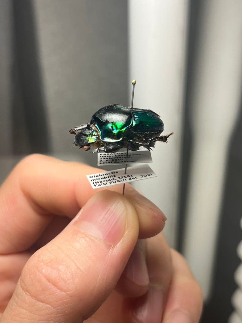 【極美展足】Diabroctis mirabilisダイコクコガネ 24mm♀