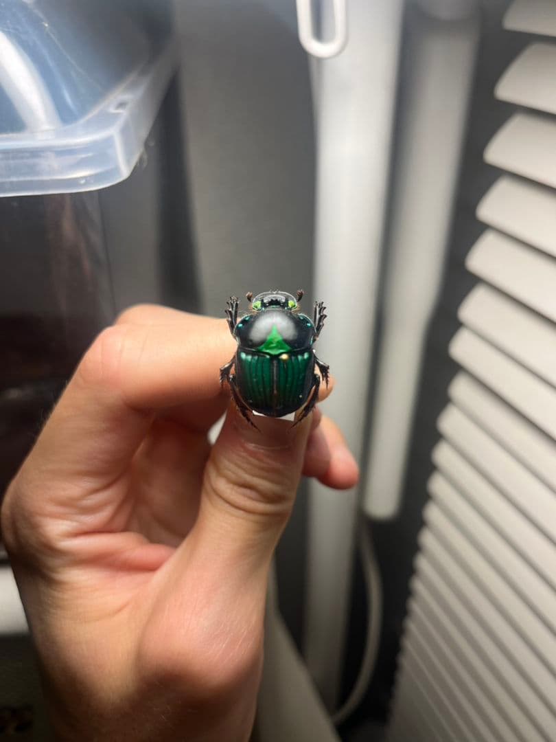 【極美展足】Diabroctis mirabilisダイコクコガネ 24mm♀