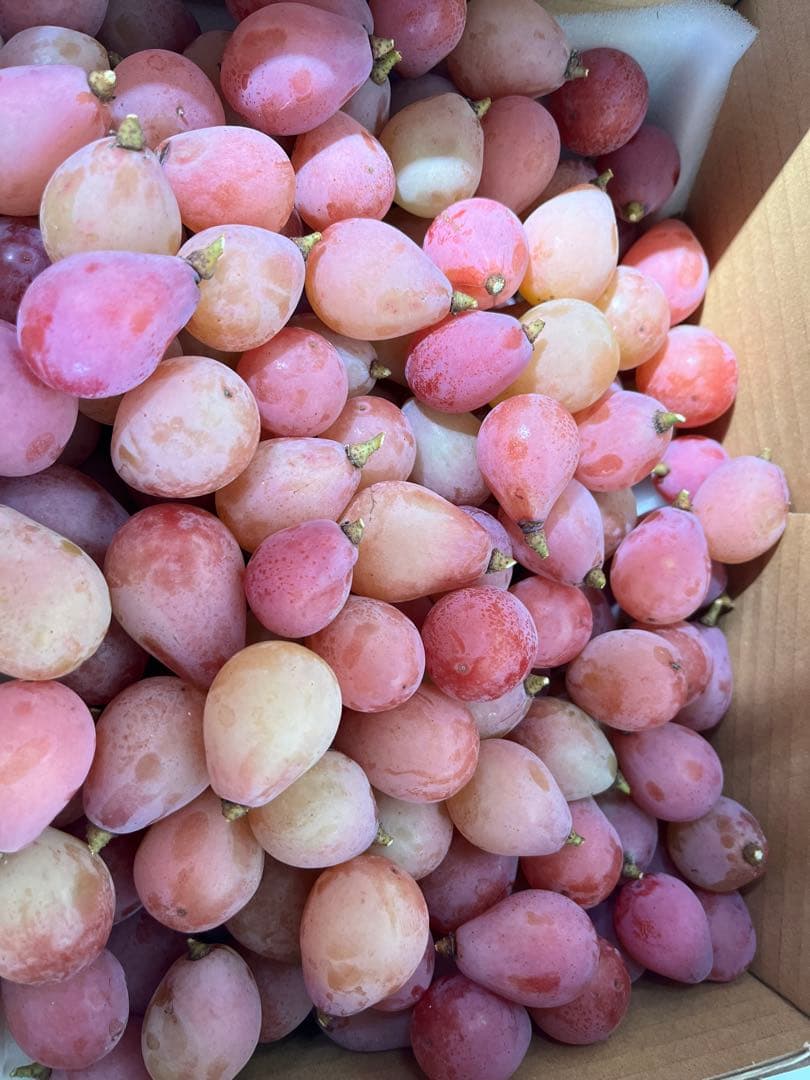 クインニーナ計5キロ