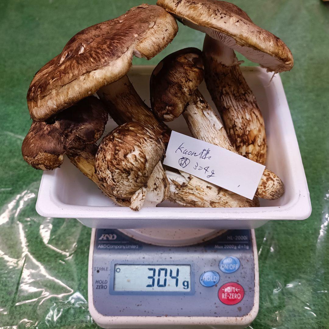【松茸】kuon　訳あり品304ｇ