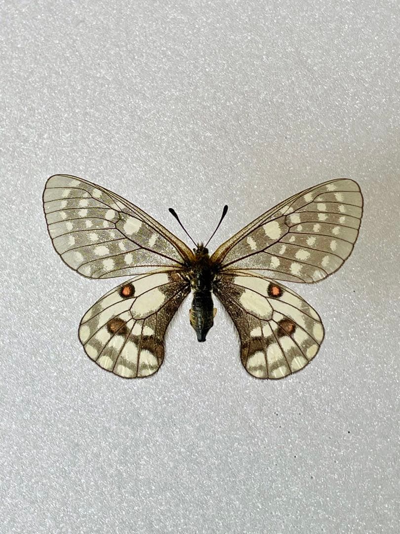 【異常型】パルナシウス・エバースマニ（1ペア、ロシア/シベリア産）