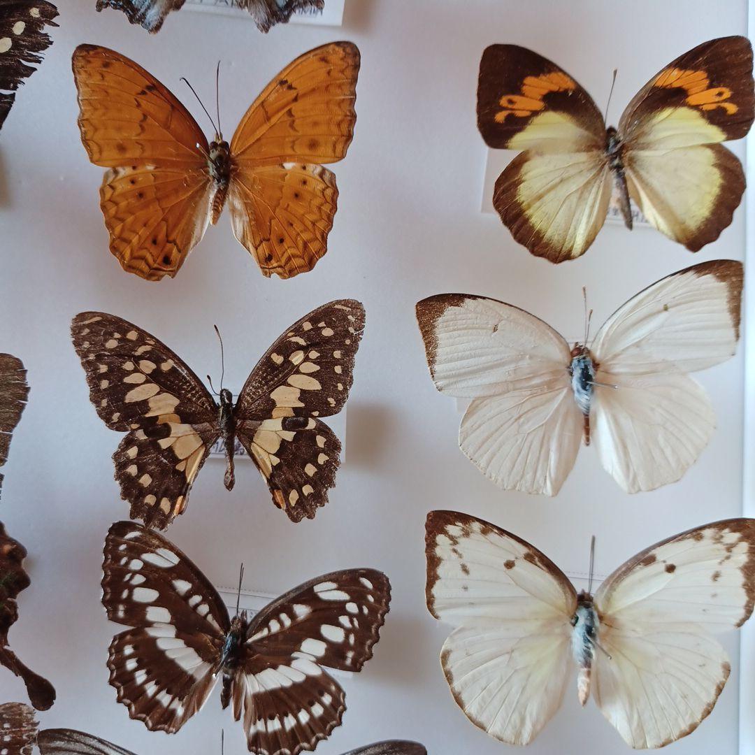 蝶標本　タイ　サムイ島産24頭 +ドイツ箱中型