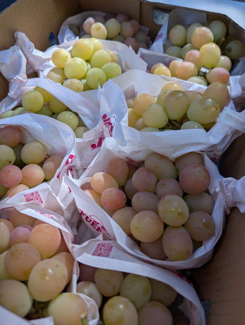 山梨県産ぶどう　サンシャインレッド　11房入り　箱込み約5.9kg