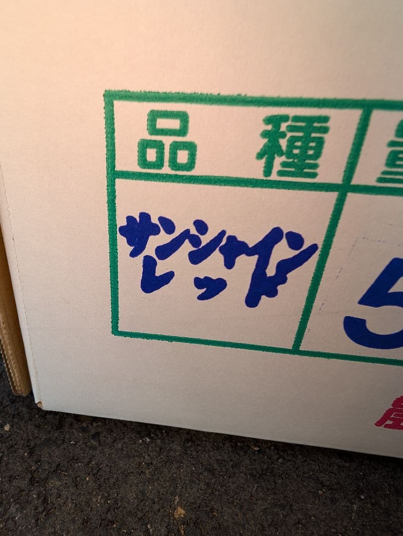 山梨県産ぶどう　サンシャインレッド　11房入り　箱込み約5.9kg