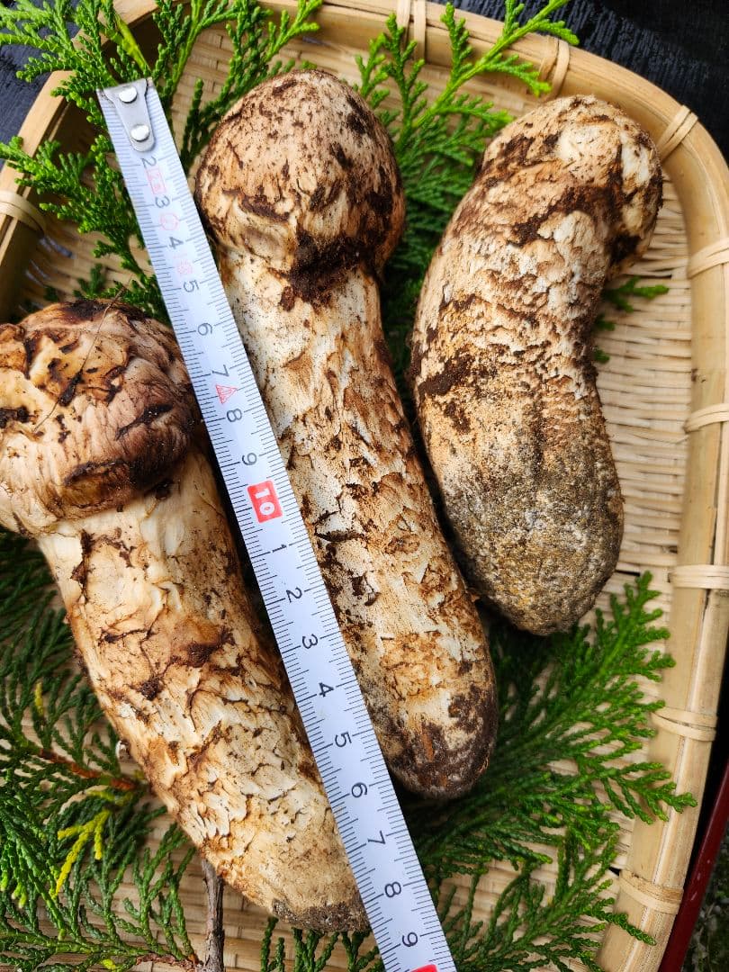 長野県　松茸　信州　栂松茸 3本セット