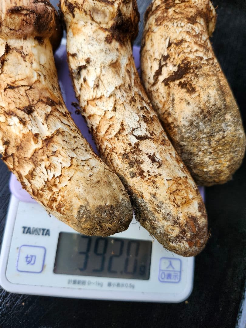 長野県　松茸　信州　栂松茸 3本セット