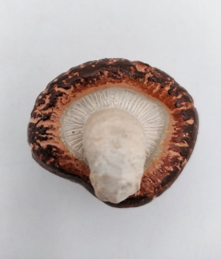 b120 【新品・未使用】香合 乾漆 椎茸 畦地粒表 多喜翁 木箱 茶道具 風炉