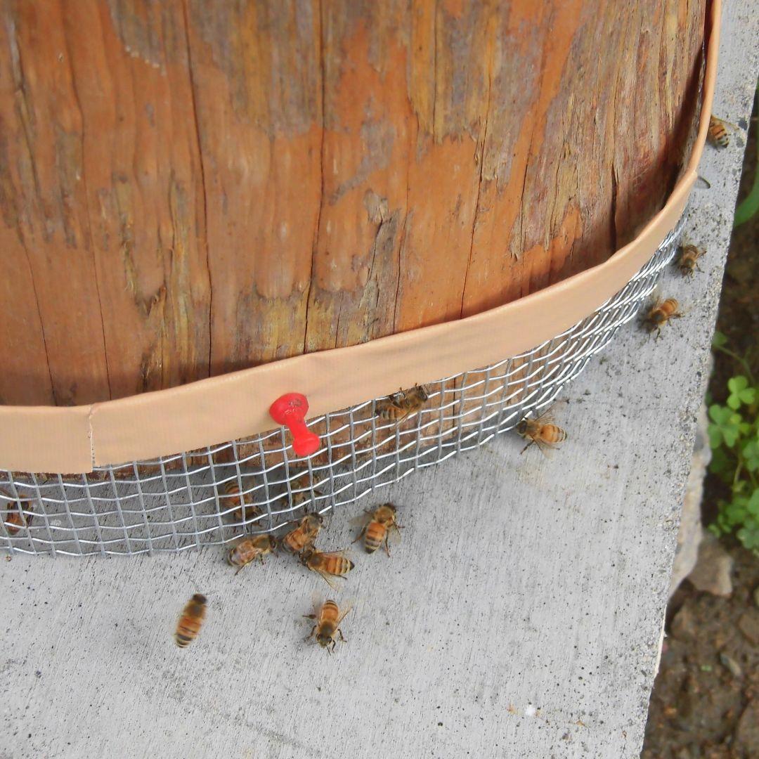 日本蜜蜂のはちみつ　蜂蜜　結晶化　百花蜜　ニホンミツバチ　国産　非加熱　無添加