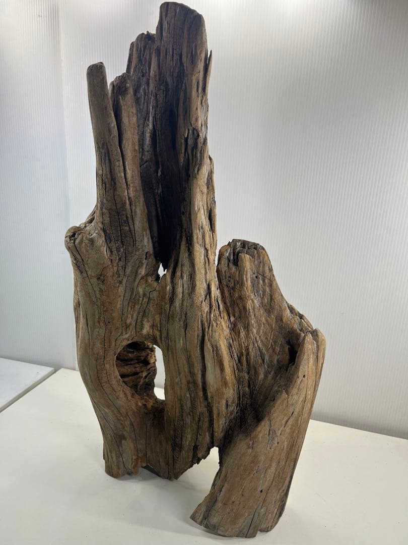 W28特大流木アク抜き済み流木 爬虫類シェルター 登り木 インテリア 生け花