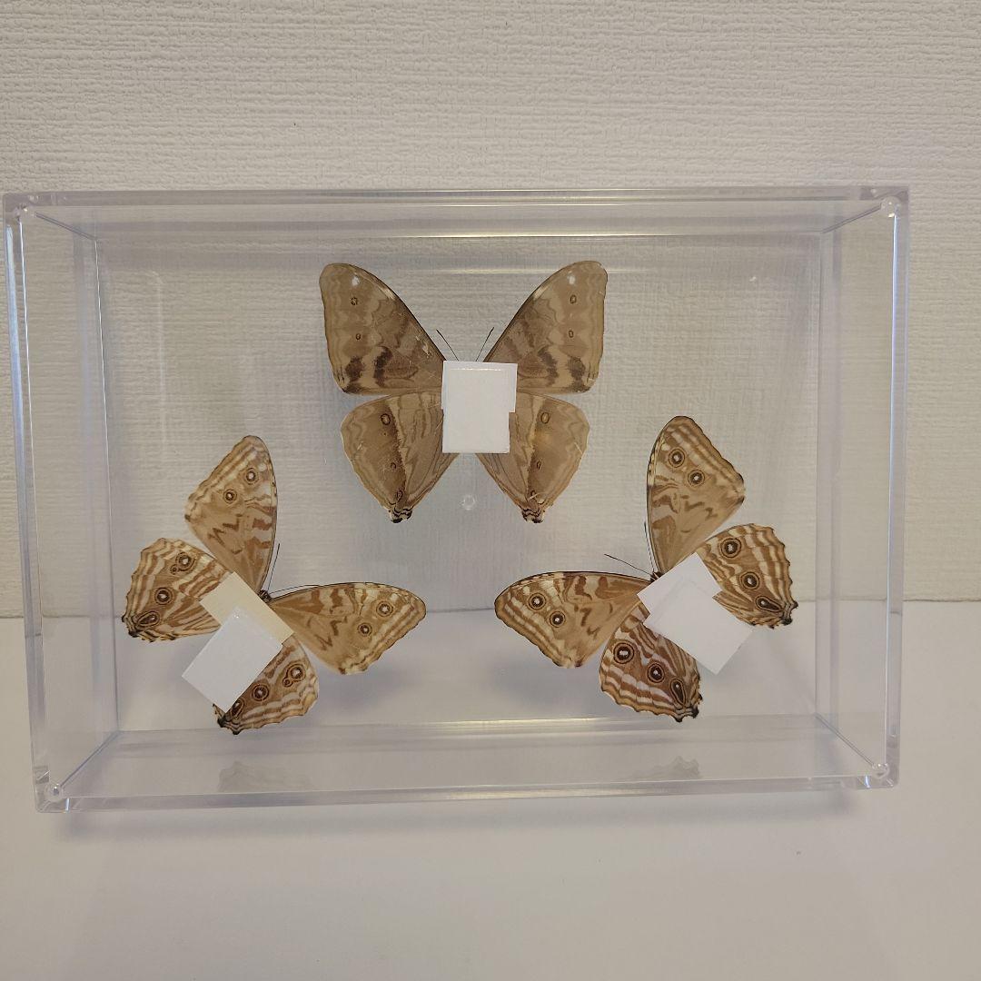 蝶の標本　モルフォの世界(特特1)