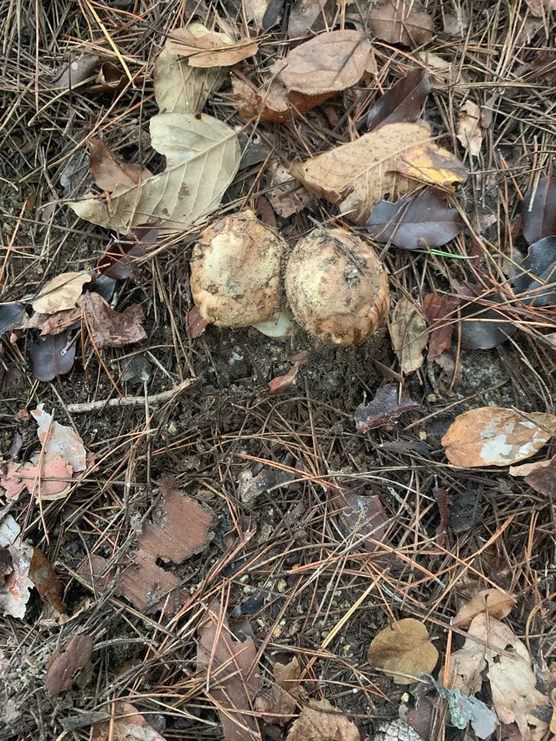 南信州産　天然松茸　446g